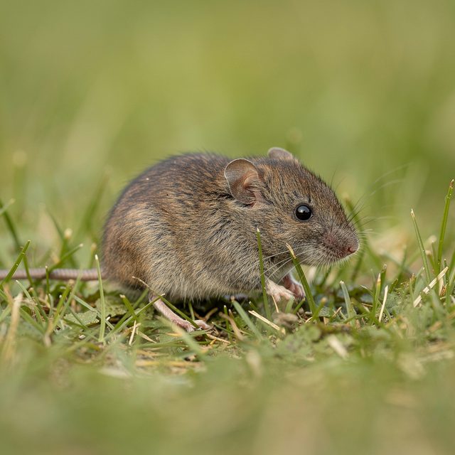 Feldmaus Stressruf